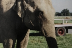 Elephant